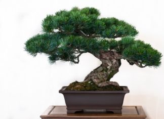 Bonsai 46 0 Bonsai 2